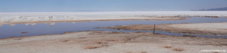 Salar de Uyuni