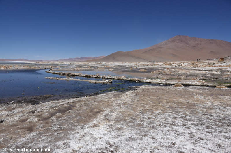 Termas de Polques