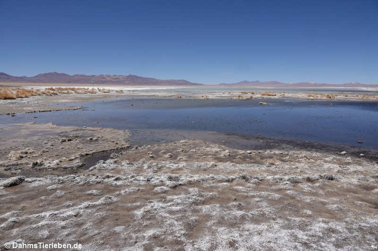 Termas de Polques