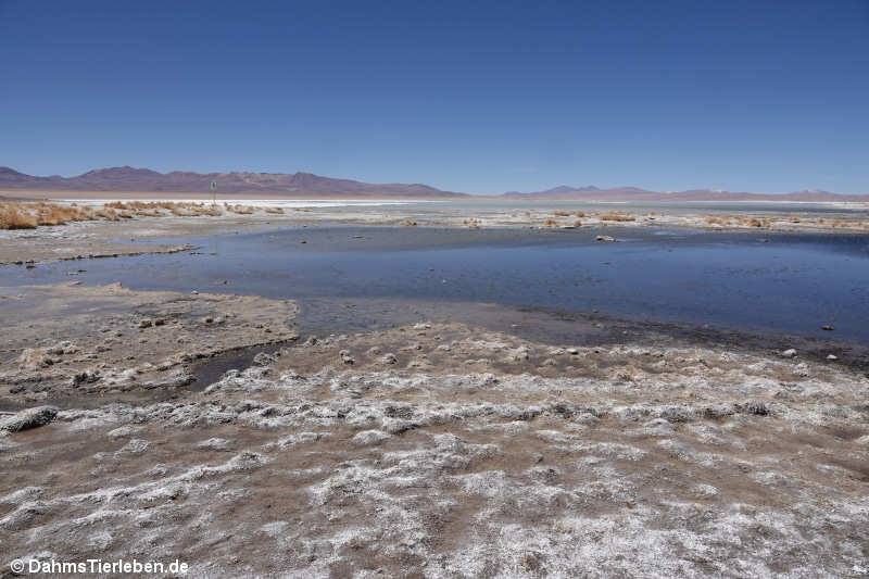 Termas de Polques 2