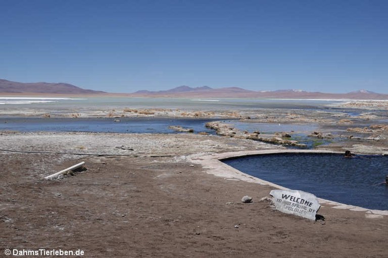 Termas de Polques