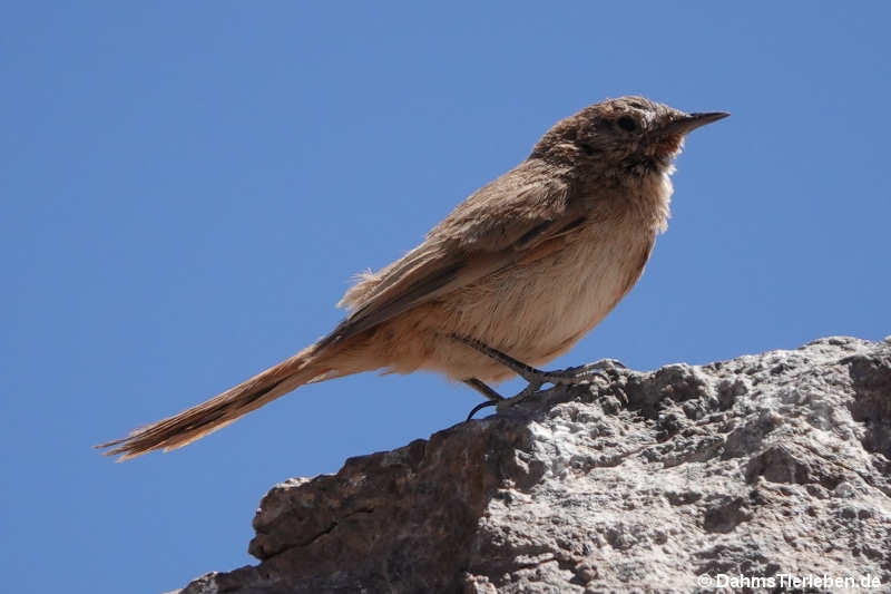 Graslandcanastero (Asthenes modesta)