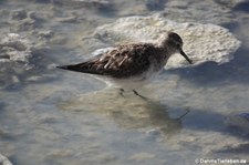 Calidris bairdii