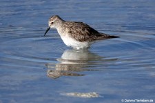 Calidris bairdii