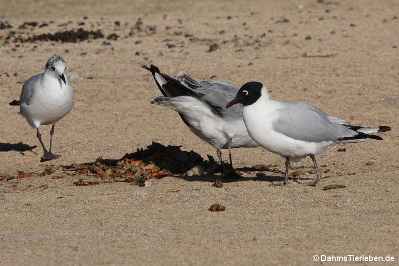 Chroicocephalus serranus