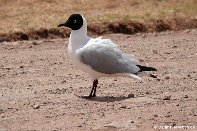 Chroicocephalus serranus