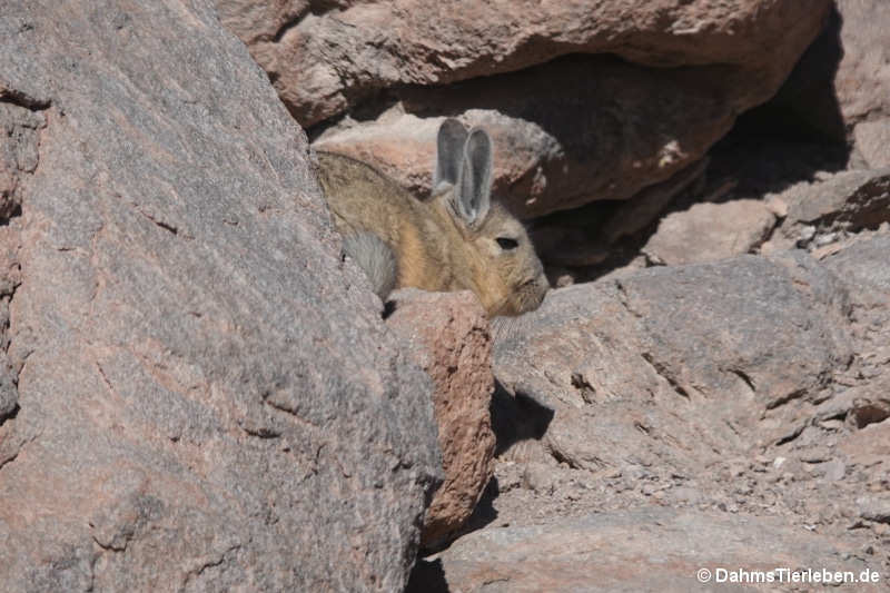 Eigentliches Bergviscacha (Lagidium viscacia)