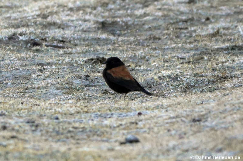 Andensporntyrann (Lessonia oreas)