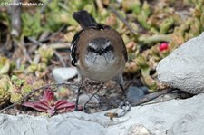 Mimus dorsalis