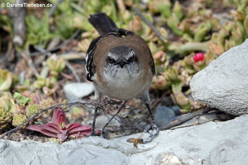 Mimus dorsalis