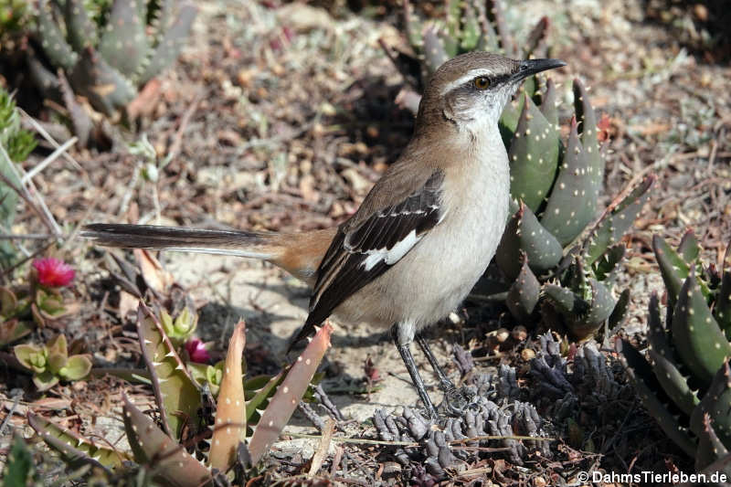 Mimus dorsalis