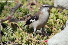 Mimus dorsalis