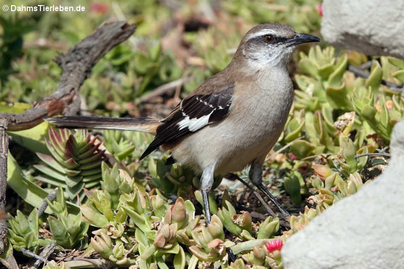 Braunrücken-Spottdrossel (Mimus dorsalis)