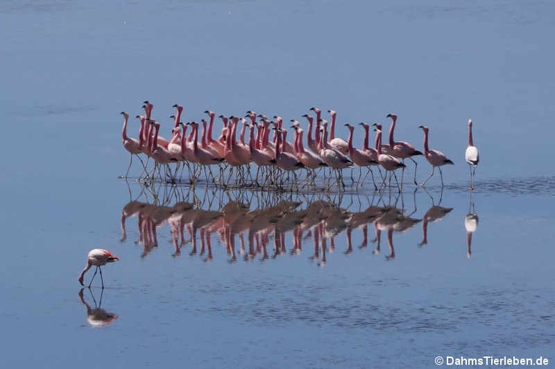 Andenflamingos (Phoenicoparrus andinus)