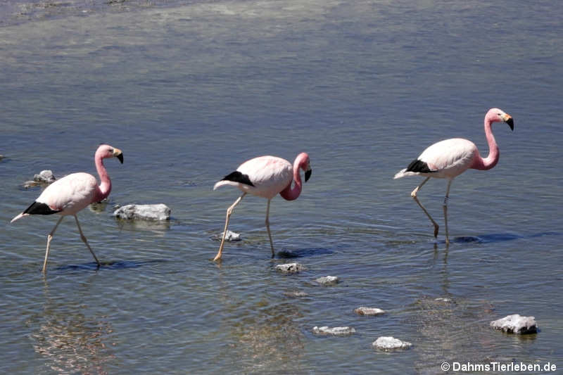 Andenflamingos (Phoenicoparrus andinus)