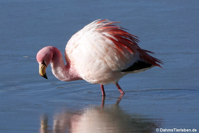 Jamesflamingo (Phoenicoparrus jamesi)