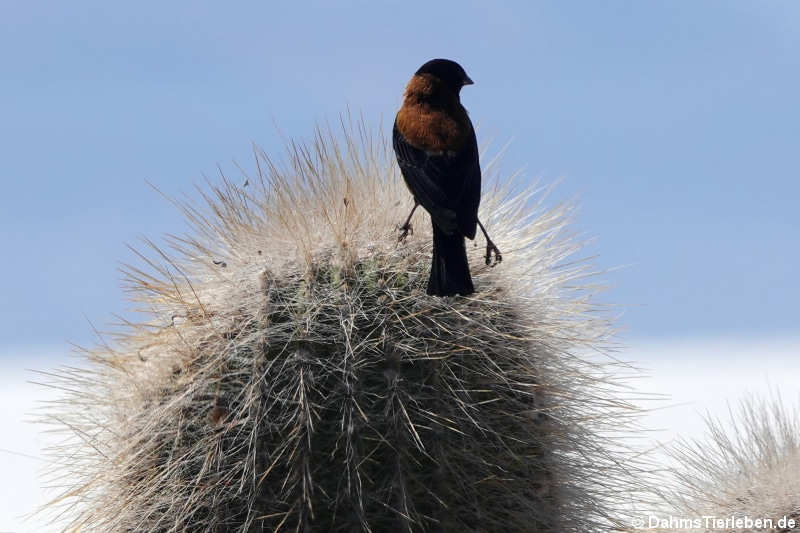 Kapuzenammertangare (Phrygilus atriceps)