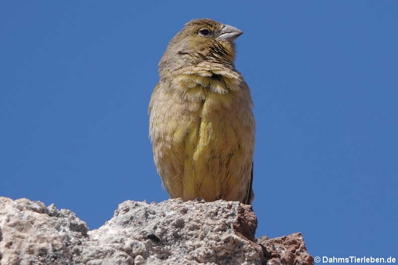 Olivbrust-Gilbtangare (Sicalis olivascens)