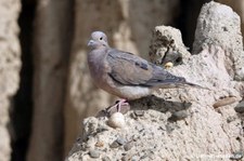 Ohrflecktaube (Zenaida auriculata chrysauchenia) in La Paz, Bolivien