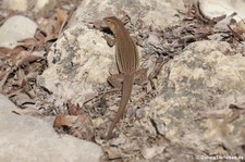 Bonaire Rennechse (Cnemidophorus ruthveni) auf Bonaire