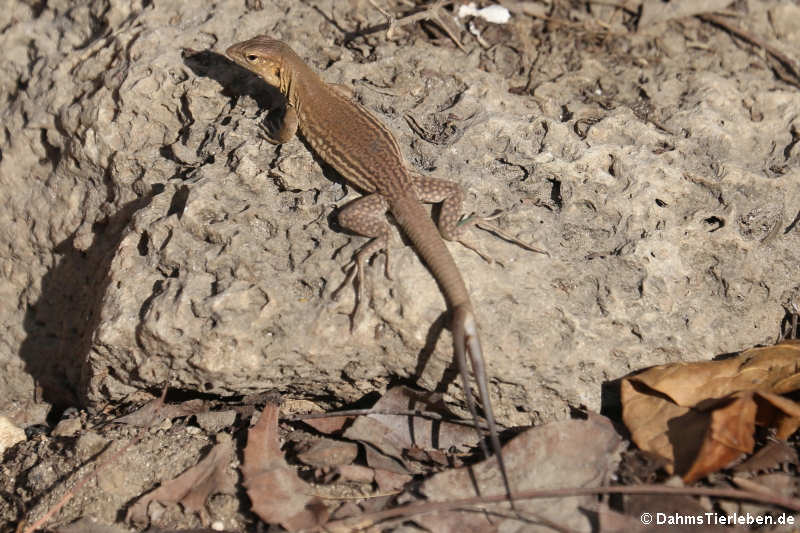 Weibliche Bonaire Rennechse (Cnemidophorus ruthveni)