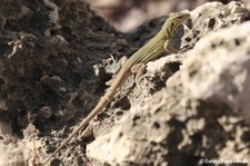 Bonaire Rennechse (Cnemidophorus ruthveni) auf Bonaire