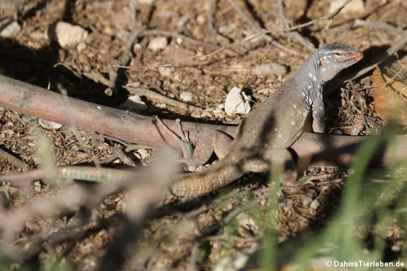 Männliche Bonaire Rennechse (Cnemidophorus ruthveni)