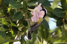 Zuckervogel (Coereba flaveola bonairensis) auf Bonaire