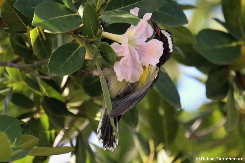 Coereba flaveola bonairensis