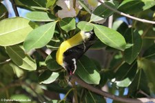 Zuckervogel (Coereba flaveola bonairensis) auf Bonaire