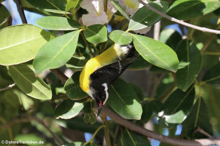 Coereba flaveola bonairensis