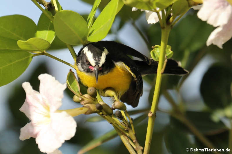 Zuckervogel (Coereba flaveola bonairensis)