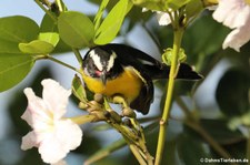 Zuckervogel (Coereba flaveola bonairensis) auf Bonaire