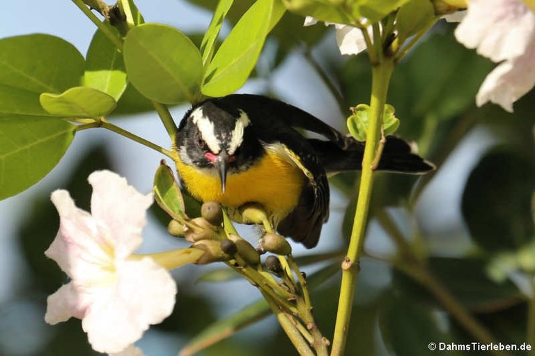 Coereba flaveola bonairensis