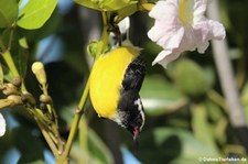 Zuckervogel (Coereba flaveola bonairensis) auf Bonaire