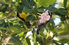 Zuckervogel (Coereba flaveola bonairensis) auf Bonaire