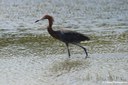 Egretta rufescens rufescens