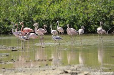 Rosaflamingos (Phoenicopterus roseus) auf Bonaire