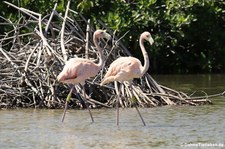 Rosaflamingos (Phoenicopterus roseus) auf Bonaire