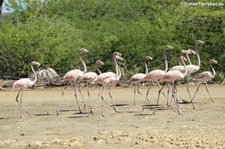 Rosaflamingos (Phoenicopterus roseus) auf Bonaire