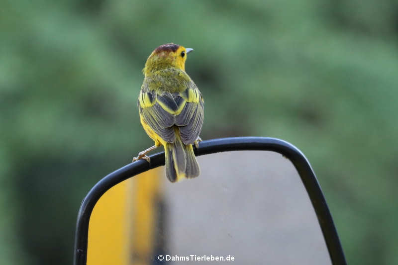 Gold-Waldsänger (Setophaga petechia rufopileata)