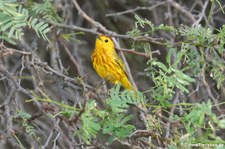 Mangrovebaum-Waldsänger oder Gold-Waldsänger (Setophaga petechia rufopileata) auf Bonaire