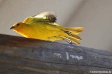 Safranammer (Sicalis flaveola flaveola) auf Bonaire