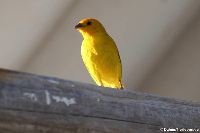 Safranammer (Sicalis flaveola flaveola)