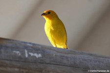 Safranammer (Sicalis flaveola flaveola) auf Bonaire