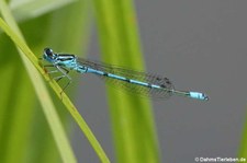 Hufeisen-Azurjungfer (Coenagrion puella) im Schlosspark Brühl