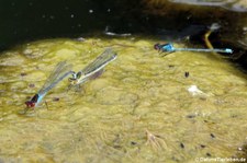 Großes Granatauge (Erythromma najas) im Schlosspark Brühl