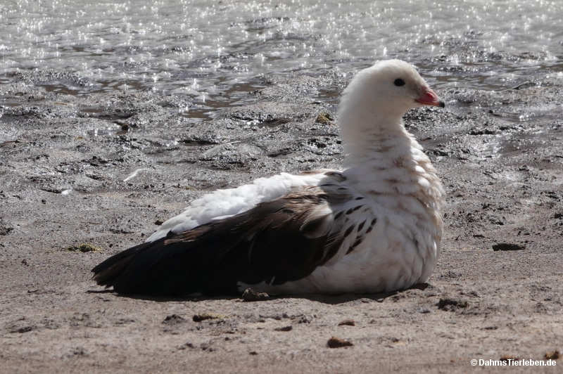 Chloephaga melanoptera