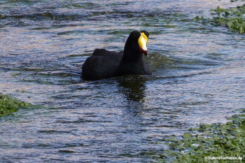 Fulica gigantea