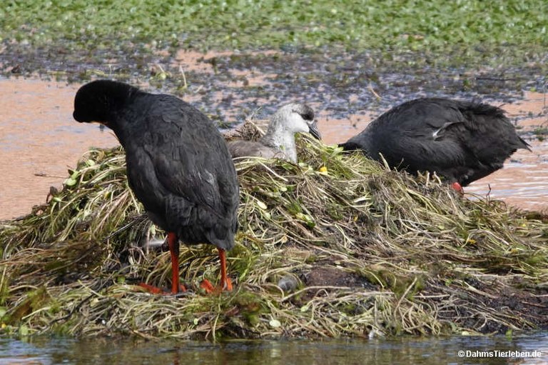 Fulica gigantea